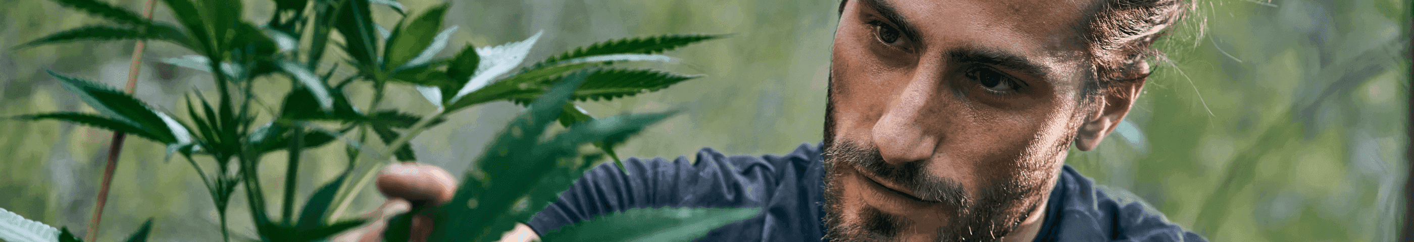 Karlchengras Mann in Cannabisfled