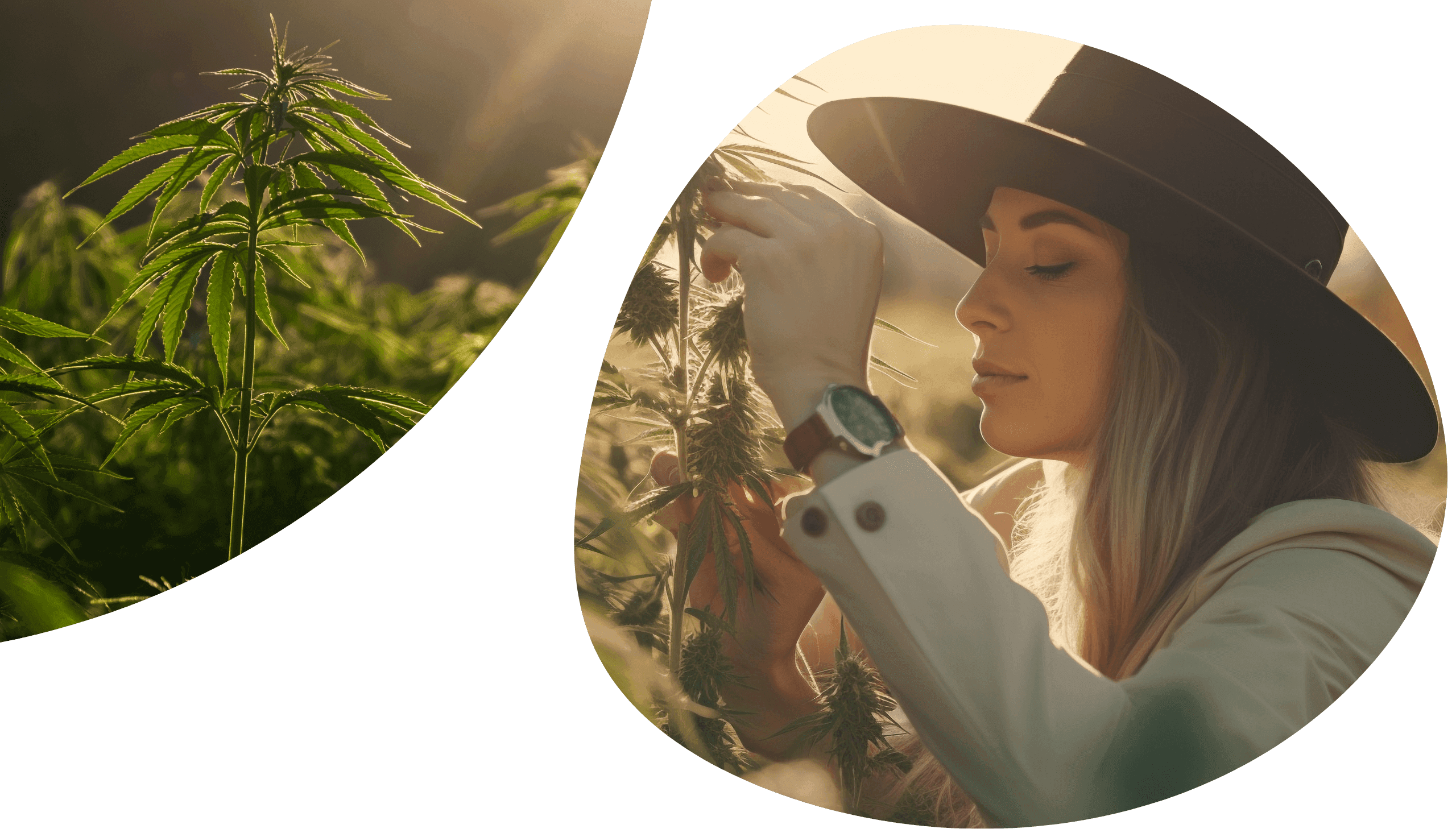 Frau mit Hut auf Cannabisfeld